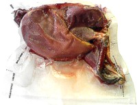 Pheasant in vacuum-sealed freezer bag.