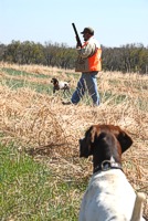 Daniel Rice in the field with two GSPs