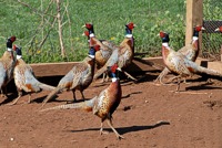 Some nice healthy Braveheart pheasants.