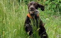 A joyful retrieve.