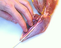 Cutting along the lower leg bone.