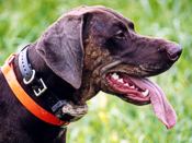 E-Collar On German Shorthaired Pointer