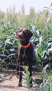 Dog in sorghum field