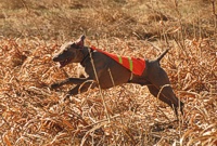 A Weimaraner quarters the bird field during a master hunt test. The blaze orange cape keeps him highly visible to handler, judges, and gunners.
