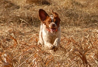 A Brittany clears a line of knocked-down sorghum as he quarters through a master hunt test bird field.