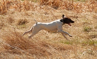 A GSP shows his field-trialing family heritage and covers the master field at a brisk pace.