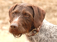 A wirehair considers the camera (and the photographer).