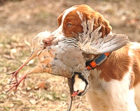 Tootsie the Brittany eyeballs her handler while patiently holding her retrieved chukar partridge.