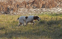 A Brittany in an early brace works the edge of the junior test bird field.