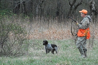 A Germain Wirehaired Pointer and his handler work a bird…