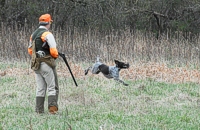 … and bounds past a gunner during a boisterous quail retrieve.