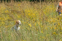 A flushed quail sprinted across the field and went down in this thick cover. This Junior dog is on the case.