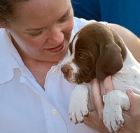 american pointer puppies