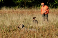 While the working Weim cuts across the field on a retrieve, his backing GSP bracemate has a patient chat with his handler.