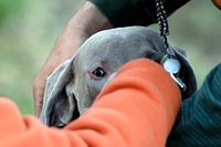 Just off the field, this Weim's being checked by his handler to make sure that a minor scrape near her eye isn't an emergency.