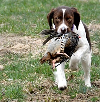 One more time. That chukar body's a bit too big for a pup's mouth, but that's a sturdy wing joint.