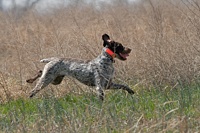 A German Wirehair bounds into the bird zone.