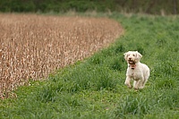 Molly the Spinone works along a strip of cover during her bird-finding test.